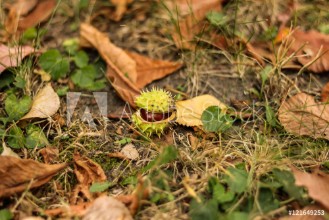 Bild på Kastanien im Laub